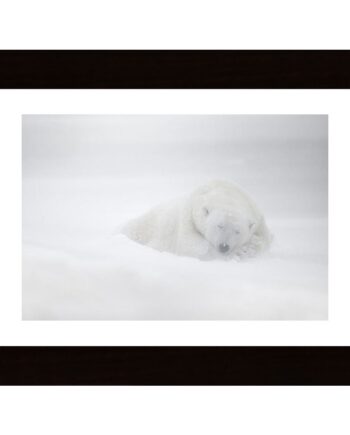 Frozen Dreams Poster