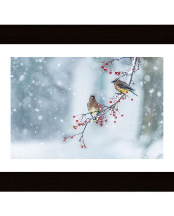 Colors Of Winter Poster