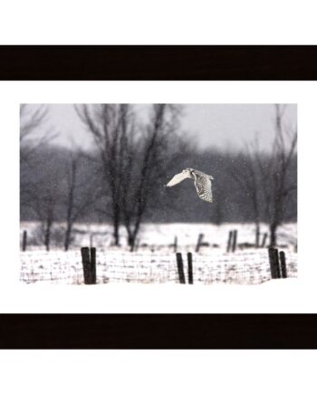 Snowy Owl Flying Through The Snow Poster