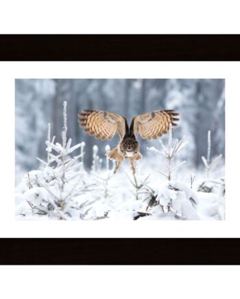 Eurasian Eagle-Owl Poster