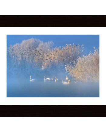 Blue Swan Lake Poster