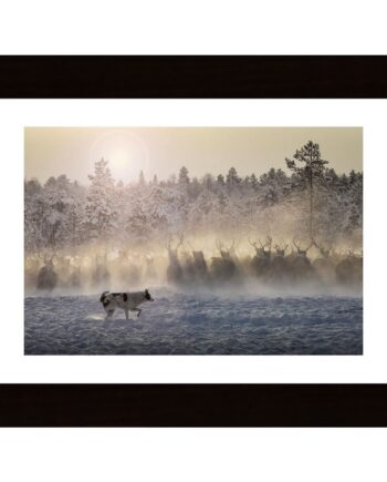 Reindeers - North Of Russia Poster