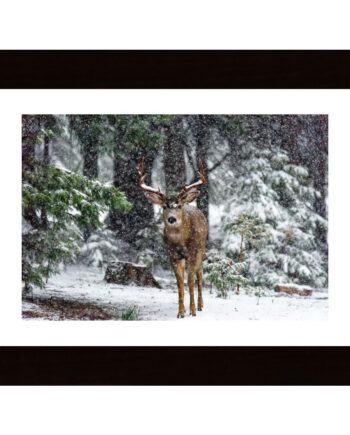Snow Storm And The Buck Deer Poster