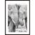Elephants In Love Poster