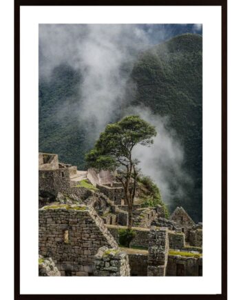 Machu Picchu Tree Poster
