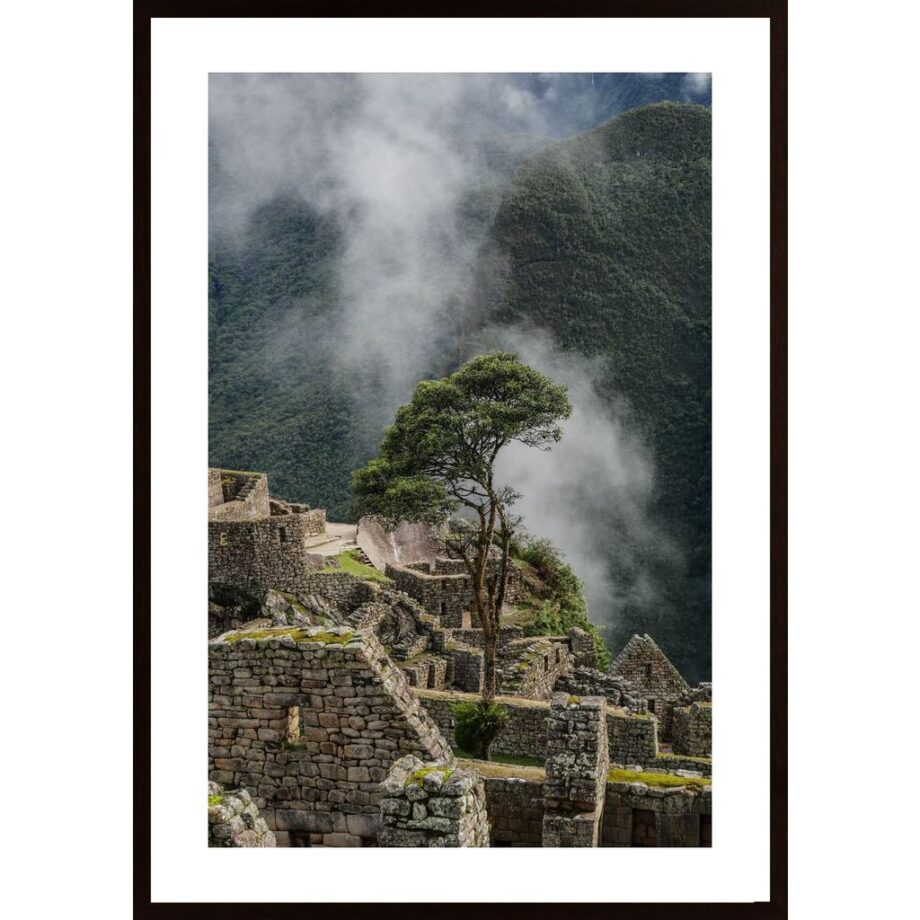 Machu Picchu Tree Poster